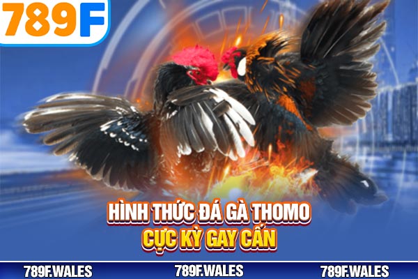 Hình thức đá gà Thomo cực kỳ gay cấn